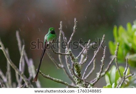 Black-tailed Trainbearer hummingbird  (Lesbia victoriae)