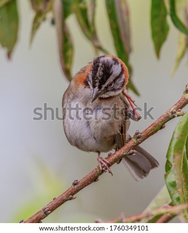 Rufous-collared Sparrow bird (Zonotrichia capensis)