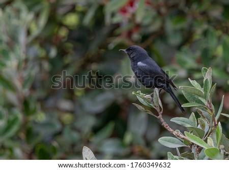  Black Flowerpiercer bird (Diglossa humeralis)