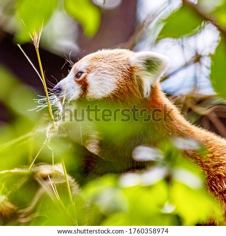 Portrait of a red panda sitting in a tree