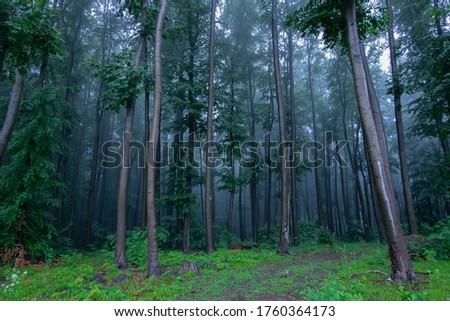 Shabby foggy summer forest in rainy weather. The path leads into a mysterious haze. Atmospheric mystical forest