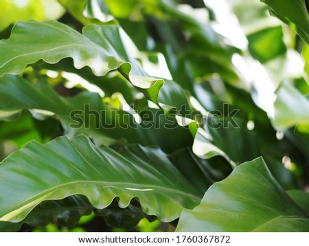 blur background environment backdrop picture of selective focus green garden closeup on bird's nest fern, large green leaves tropical plants, under natural sunlight outdoor 