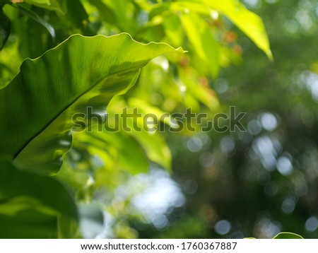 blur background environment backdrop picture of selective focus green garden closeup on bird's nest fern, large green leaves tropical plants, under natural sunlight outdoor 