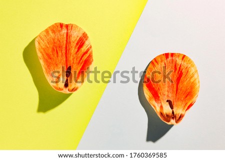 the petals of the flowers on multicolored background, top view