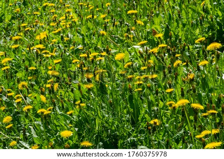 Taraxum dandelion, used as a medicinal plant. round balls of silvery crested fruit that run upwind.  Royalty-Free Stock Photo #1760375978