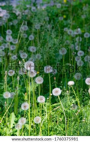 Taraxum dandelion, used as a medicinal plant. round balls of silvery crested fruit that run upwind. These balls are called "balls" or "clocks" in both British and American English. Royalty-Free Stock Photo #1760375981