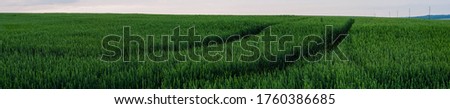 Panorama. Field of ripening green wheat. beautiful view in summer early. The blue sky is barely covered with white clouds. beautiful landscape.