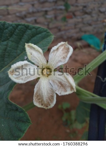 A Lauki white flower image 