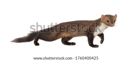 Stone marten, or Beech marten (Martes foina), isolated on White background Royalty-Free Stock Photo #1760400425