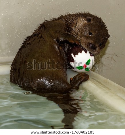 Eurasian Otter ( Lutra lutra) Playing with toy in water for enrichment. Orphan in care.