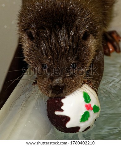 Eurasian Otter ( Lutra lutra) Playing with toy in water for enrichment. Orphan in care.