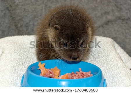 Eurasian Otter ( Lutra lutra) Cub eating mixture of fish and minced beef from bowl. Orphan in care.