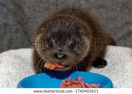Eurasian Otter ( Lutra lutra) Cub eating mixture of fish and minced beef from bowl. Orphan in care.