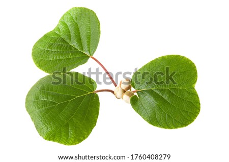 Beautiful fresh Kiwi green leaves and a flower bud isolated on a white background. Royalty-Free Stock Photo #1760408279