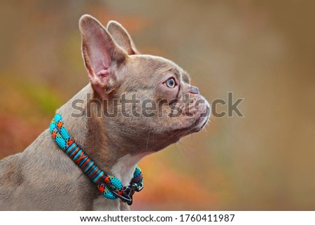 Side view of a rare colored lilac brindle female French Bulldog dog with light amber eyes wearing a self made colorful rope collar on blurry background Royalty-Free Stock Photo #1760411987