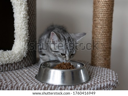 Small grey striped kitten eating form the plate on the cat's tree in the living room. Pet's climbing and scratching tree. Cat eating dry and wet cat foods from the bowl with good appetit