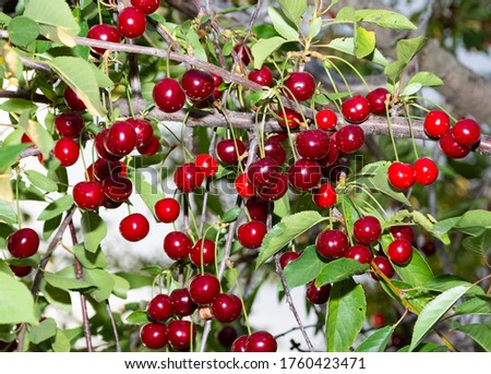 red berries, red cherry photos