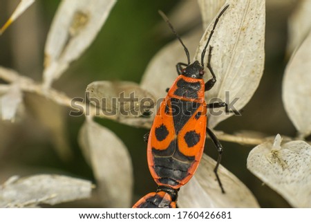 red beetle with black spots mating period