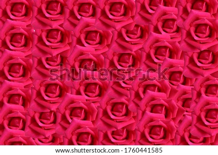 rose flower background photo cover