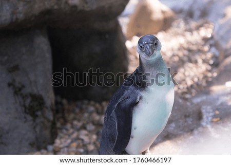 A cute Penguin standing and posing to the Camera