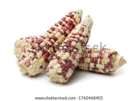 Corn photo on white background