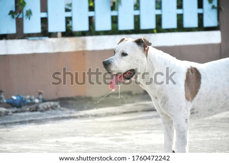 Funny face of dog are playing and standing on concrete road with tongue sticking out.
