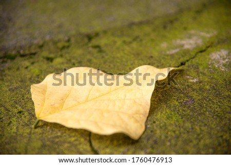 A picture of a yellow fallen leaf