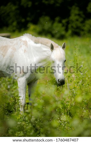 A white horse grazing on green grass. Horse grazing. Inhabitants of the stables.