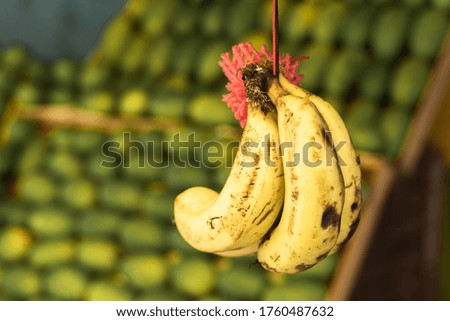 Bunch of bananas hanging on a rope against the background of a small fruit store. Close-up stock photo.