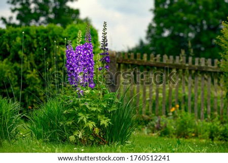 Consolida ajacis (syn. Consolida ambigua, Delphinium ajacis, Delphinium ambiguum, doubtful knight's spur, rocket larkspur) is an annual flowering plant of the family Ranunculaceae native to Eurasia. Royalty-Free Stock Photo #1760512241