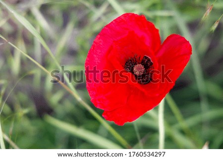 Close up of poppy flower