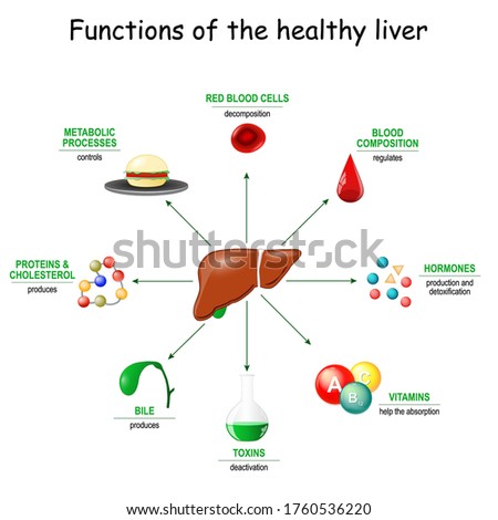 Functions of the healthy liver. From detoxification, and deactivation of poisons and toxins, to synthesis of bile, proteins, Amino acids and cholesterol. metabolism. Royalty-Free Stock Photo #1760536220