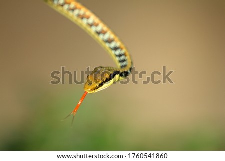 Painted Bronzeback Snake is a species of snake found in Southeast Asia and India.
