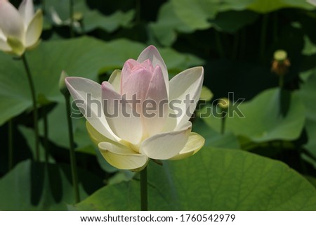 White and pale pink lotus blooming between the leaves