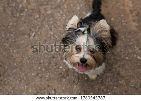 Dog breed Yorkshire Terrier for a walk. The dog is smiling. 