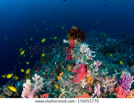 Colorful tropical fish and soft corals on a coral reef