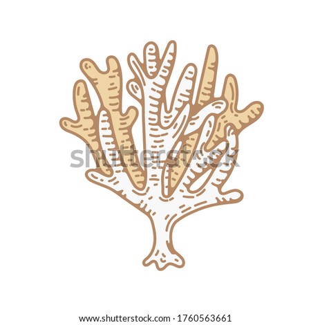 coral reef vintage vector hand drawn illustration in retro engraving style. graphic design assets for logo and branding identity. isolated nautical sea clip art elements