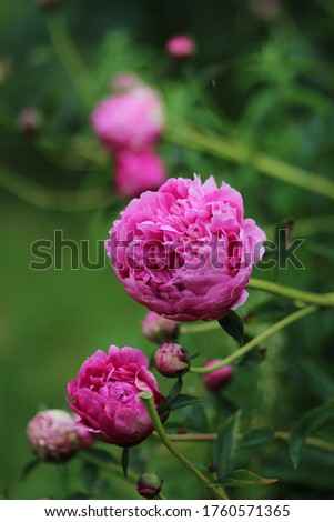 beautiful bush of blooming pink peonies