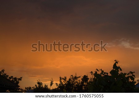 golden rain at sunset rarity