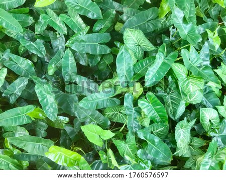 green epipremnum  tropical leaves background (jiboia)
