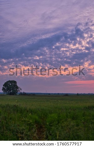 beautiful pink cloudy dawn, a lonely tree in a field, screen saver for your phone, vertical photo, Wallpaper, picture in a frame