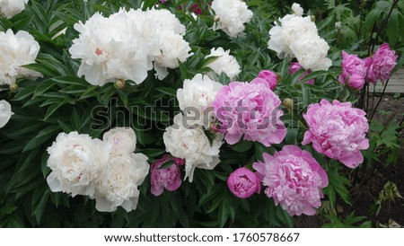 white and pink peonies with green leaves