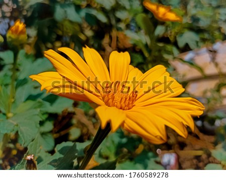 Beautiful yellow daisy flower under bright sunlight in the garden. yellow flower in the bright sunny day looks so amazing like a golden flower between the green leaves.