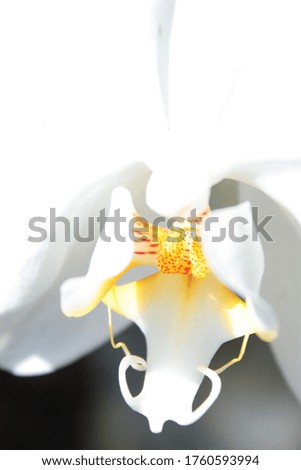 Orchid Picture Closeup Detail Colorful