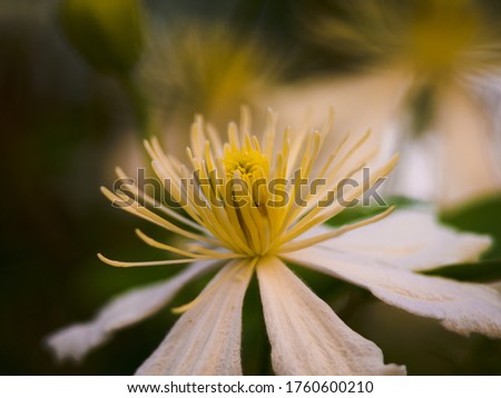 close up photo of flower 
