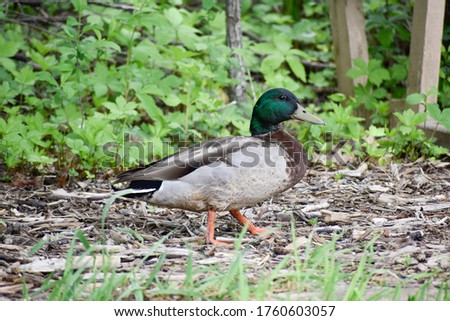 Mallard Ducks Wildlife Animals Outdoor
