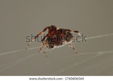 close up of creepy spider in web