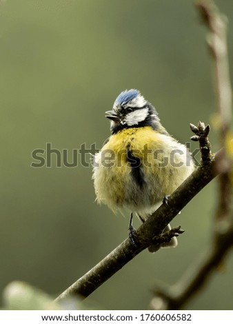 Blue tit showing their courtship ritual.
