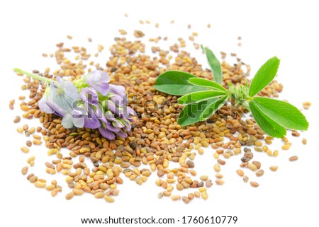 Alfalfa plant with blue flowers, green leaf and seeds. Medicago sativa is a blue plant. Alfalfa seeds, leaf and fresh alfalfa flowers isolated on a white background. Royalty-Free Stock Photo #1760610779