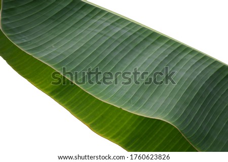 Banana tree leaf on a white background.